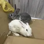 ارانب للبيع انثى وذكر