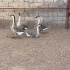 وزعراقي