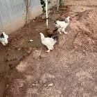 دجاج براهما