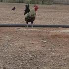 ديك بلدي