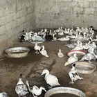 فروخ بط مسكوفي للبيع