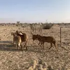 رخال سواكن صنف الصنف