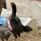 ديك كوشامو