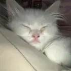 كيتن للتبني