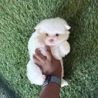 كلاب بمرنيان