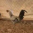 البيع ديك هندي