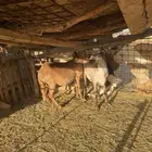 ساكنيه سديس ثنتين