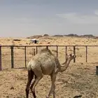 حشو طيبات