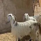 (تم البيع تم البيع )