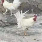 ديك