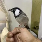 بلبل عراقي تم البيع