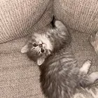 قطط شيرازي