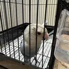 للبيغ ببغا روز