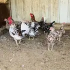 ديك و3 دجاج عربي