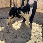 مشروع فحل نجدي