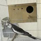 ذكر كروان منتج