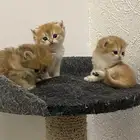 قطط برتيش