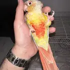 انثي كنيور اناناس تم البيع