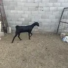 عرض بيشه والد عندي سنها رباع