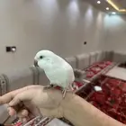 كويكر البينو