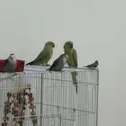 الدرة