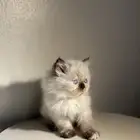 قطه
