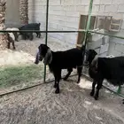 للبيع ماعز حليب سديس