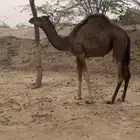 قعدان وبكار