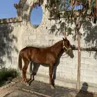 مهره وفرس