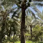 نقايل نخل منوعه