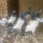 طبات باكستاني