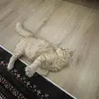 قط اورنج كات شيرازي للبيع مع جميع اغراضه