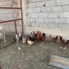 دجاج