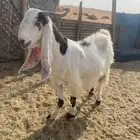 عنز مشروكه فاخره حاصب قريبت ولاد