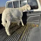 طلي للبيع الموقع بيشة