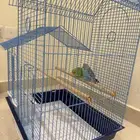 حيوانات للتبني