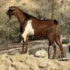 النماص بدوه