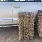 تبن شعير