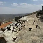 دجاج بلدي للبيع الموقع النماص