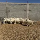 حري رخال دفيع جروم كبيره