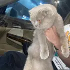 قط سكوتش ستريت