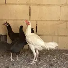 ديك فارسي عمره صغير الموقع الرياض