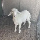 طلي حري