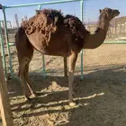 بكره حمرا دهما حقه غفال من الحمض ب7000