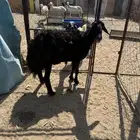 نعجة حايل للبيع