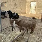 معزا دفيع حصيب