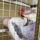 حمام رقاصي شرط انتاج