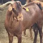 تيس