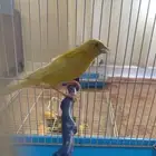 ذكر كنار مغرد حريقه متوفر جميع الالوان