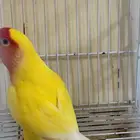 جوز روز انتاج قوي